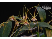 dendrobium tetragonum currlin orchideen 1737743720