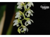 dendrochilum cobbianum questionmark currlin orchideen