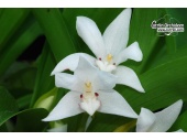 eria marginata currlin orchideen