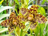 Grammatophyllum speciosum - Currlin Orchideen