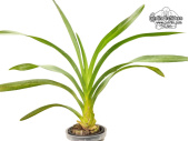 Grammatophyllum speciosum (Habitus) - Currlin Orchideen