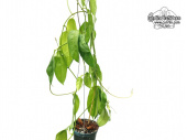 Hoya alagensis (Habitus) - Currlin Orchideen
