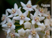 Hoya australis ssp. rupicola (Flowers) - Currlin Orchideen