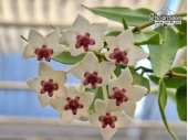 Hoya bella - Currlin Orchideen