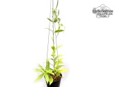 Hoya blashernaezii (Habitus) - Currlin Orchideen