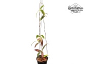 Hoya bordenii cf. (Habitus) - Currlin Orchideen