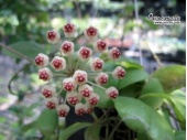 Hoya brevialata - Currlin Orchideen