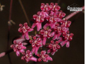 Hoya carmelae (Flowers) - Currlin Orchideen