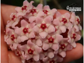 Hoya carnosa 'Krinkle 8' - Currlin Orchideen