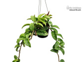 Hoya carnosa 'Krinkle 8' (Habitus) - Currlin Orchideen