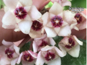 Hoya carnosa 'Nova Ghost' (Flowers) - Currlin Orchideen