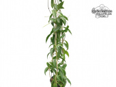 Hoya chlorantha (Habitus) - Currlin Orchideen