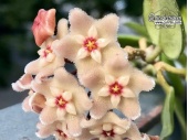 Hoya cv. Chouke - Currlin Orchideen