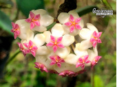 Hoya cv. Icensis 023 (Flowers) - Currlin Orchideen