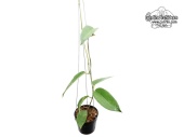 Hoya cv. Kaimuki (Habitus) - Currlin Orchideen