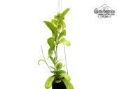 Hoya cv. Viola 'Small Leaves' (Habitus) - Currlin Orchideen