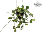 Hoya cv. Mathilde 'Splash Leaves' (Habitus) - Currlin Orchideen