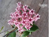Hoya darwinii 'Pink Flower' (Currlin Orchideen)