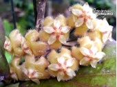 Hoya erythrina (Bacho) (Flowers) - Currlin Orchideen