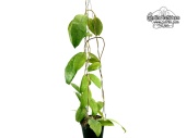 Hoya finlaysonii 'Nova Gold Leaves' (Habitus) - Currlin Orchideen