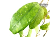 Hoya finlaysonii 'Nova Gold Leaves' (Leaves) - Currlin Orchideen