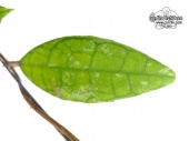 Hoya finlaysonii 'Splash Leaves' (Leaves) - Currlin Orchideen
