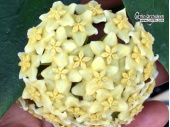 Hoya flavescens (Flowers) - Currlin Orchideen