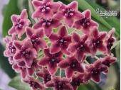 Hoya globulifera (Flowers) - Currlin Orchideen