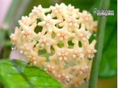 Hoya globulosa (Flowers) - Currlin Orchideen