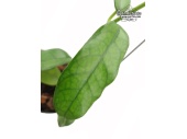Hoya globulosa (Leaves) - Currlin Orchideen