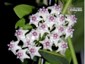 Hoya golamcoana (Flowers) - Currlin Orchideen