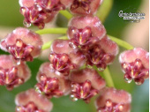 Hoya halophila (Flowers) - Currlin Orchideen
