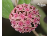 Hoya hanhiae 'Pink Flowers' (Flowers) - Currlin Orchideen