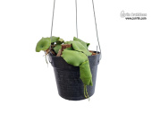Hoya imbricata 'Green Leaves' (Habitus) - Currlin Orchideen