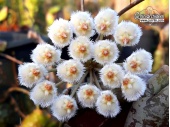Hoya imbricata 'Orange Corona' (Flowers) - Currlin Orchideen