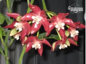 Hoya imperialis 'Red Flowers' (Flowers) - Currlin Orchideen