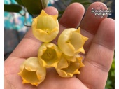 Hoya inflata - Currlin Orchideen
