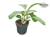 Hoya kerrii (Habitus) - Currlin Orchideen