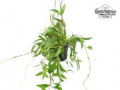 Hoya lacunosa 'Long leaves' (Habitus) - Currlin Orchideen