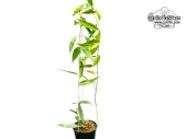 Hoya lamingtoniae (Habitus) - Currlin Orchideen