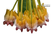 Hoya lasiantha 'Pink Corona' (Flowers) - Currlin Orchideen