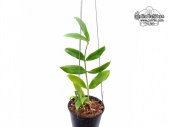 Hoya lobbii 'Myanmar' (Habitus) - Currlin Orchideen