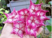 Hoya macgillivrayi (Flowers) - Currlin Orchideen
