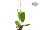 Hoya megalaster (Habitus) von Currlin Orchideen