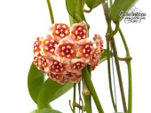 Hoya meliflua (Flowers) von Currlin Orchideen