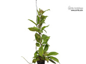 Hoya merrillii (Habitus) - Currlin Orchideen