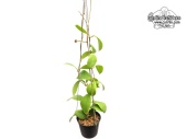 Hoya mindorensis BP01 (Habitus) - Currlin Orchideen