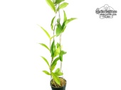 Hoya montana 'Long Leaves' (Habitus) - Currlin Orchideen