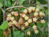 Hoya NAP 04 (Indonesia) - Currlin Orchideen