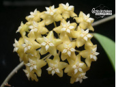 Hoya nicholsoniae 'New-Guinea Ghost' (Flowers) - Currlin Orchideen